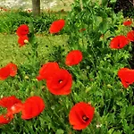 Quinta Do Cabouco Πανσιόν 4*