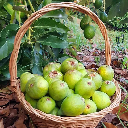 Pensjonat Quinta Do Cabouco