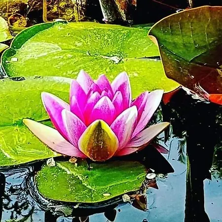 Quinta Do Cabouco 4* Рибейра-Брава