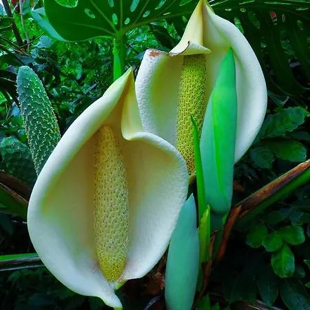 Quinta Do Cabouco 4* Рибейра-Брава