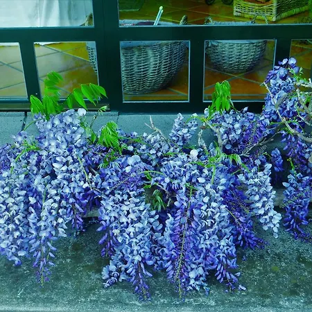 Гостевой дом Quinta Do Cabouco Рибейра-Брава