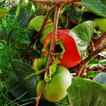 Quinta Do Cabouco Гостевой дом Рибейра-Брава