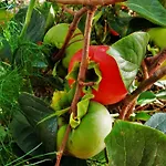 Quinta Do Cabouco بيت ضيافة ريبيرا برافا