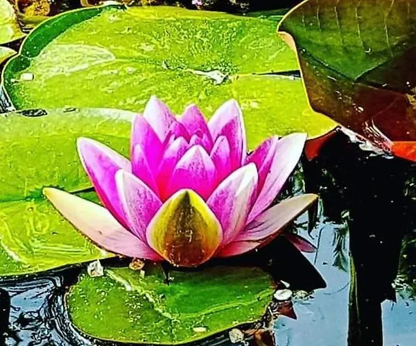 Quinta Do Cabouco 4* 里贝拉布拉瓦