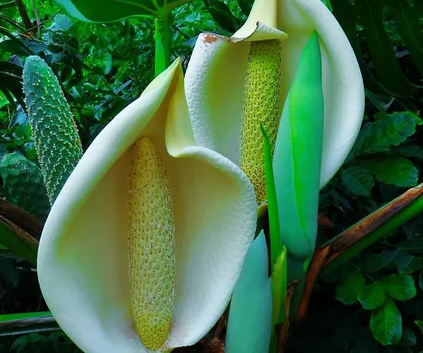 Quinta Do Cabouco 4* Ribeira Brava