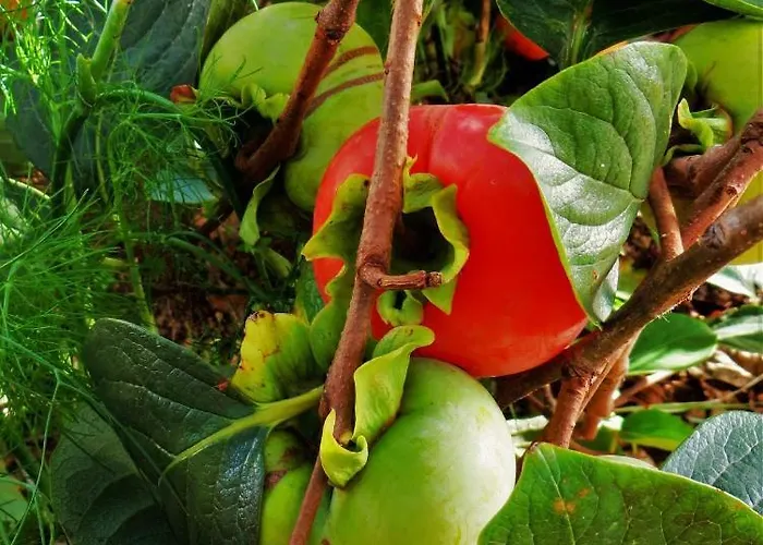 Quinta Do Cabouco 招待所 里贝拉布拉瓦